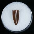 Raptor Tooth From Morocco - Different Species? #5181-1